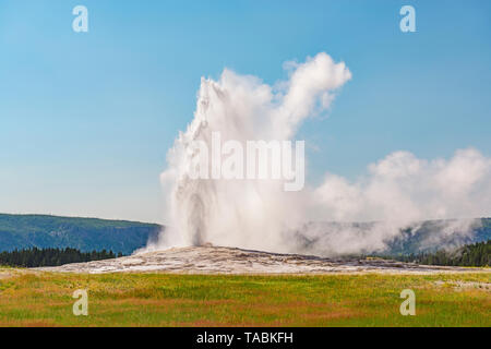 Die Welt berühmte Old Faithful Geyser in einem Ausbruch an einem hellen Sommertag, Yellowstone National Park, Wyoming, USA. Stockfoto