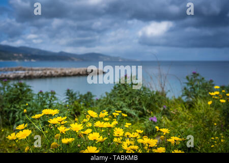 Bunte gelb und lila Blumen auf einer Wiese über Strand von Alykes auf Zakynthos Insel, Griechenland Stockfoto