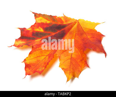 Herbst vergilbten Maple-leaf. Auf weissem Hintergrund. Nahaufnahme. Stockfoto