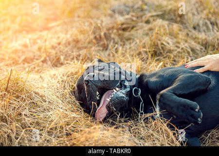Cane Corso Italiano Hundewiesen im Park im Herbst. Hund im trockenen Gras liegend Stockfoto