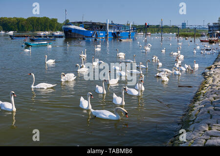 Belgrad, Serbien - 21. April 2019: Viele weiße Schwäne auf Donau, Bahndamm in Zemun Stockfoto