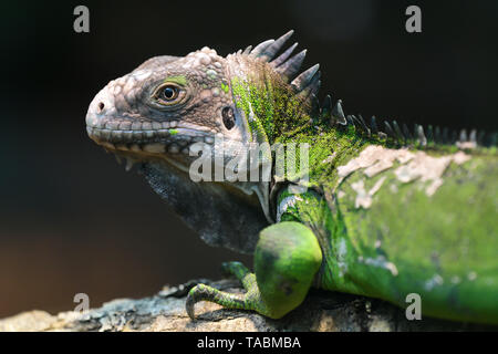 Close up Portrait von geringerem Antillean iguana (igauana delicatissima) Stockfoto