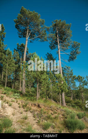 Belaubten Bäume und Sträucher gehen den Hügel hinauf in das Hochland von Serra da Estrela. Das höchste Gebirge auf dem portugiesischen Festland. Stockfoto