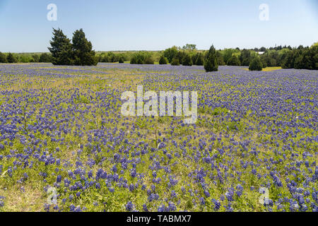 Bluebonnets in einem Feld Stockfoto