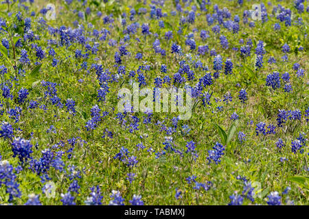 Bluebonnets in einem Feld Stockfoto