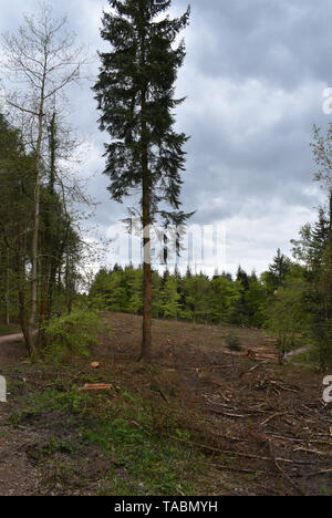 Beechenhurst, Wald von Dean, Gloucestershire Stockfoto