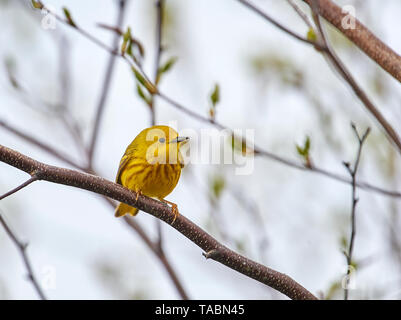 Yellow Warbler (Dendroica petechien) in einem Baum gehockt, Französisch Basin Trail, Annapolis Royal, Nova Scotia, Kanada, Stockfoto