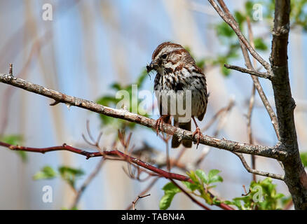 Song sparrow (Melospiza melodia) mit Insekten im Schnabel, Französisch Basin Trail, Annapolis Royal, Nova Scotia, Kanada, Stockfoto