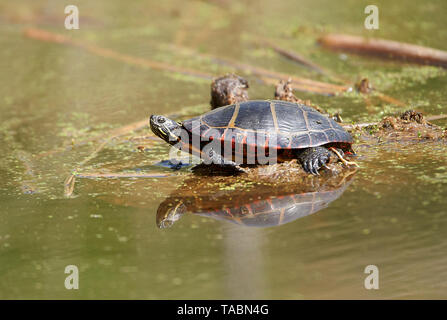 Gemalte Schildkröte (Chrysemys picta) entlang der Kante des Wetland, Französisch Basin Trail, Annapolis Royal, Nova Scotia, Kanada, Stockfoto