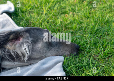 Turkmen Hund ruht auf dem Gras. Close-up. Der Hund geht an einem sonnigen Sommertag. Nach einem langen Lauf, der Greyhound legen, rest Stockfoto