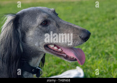 Die turkmenischen Hound klemmt die Zunge heraus, ruht auf dem Gras. Close-up. Der Hund geht an einem sonnigen Sommertag. Nach einem langen Lauf, Greyhound legte sich zu r Stockfoto