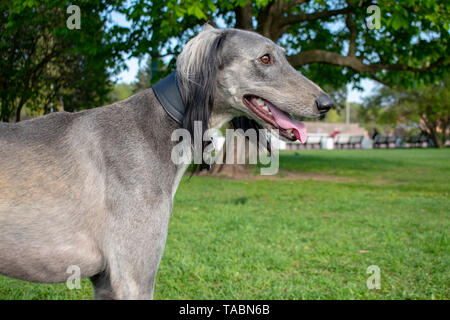 Die Zentralasiatischen Greyhound, nach einem langen Spaziergang, die Zunge heraus und sah in die Ferne. Im Hintergrund ein anderer Hund ist laufen. Sonnige Summe Stockfoto