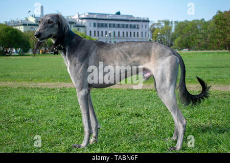 Zentralasiatischen Greyhound steht auf dem grünen Rasen an einem sonnigen Tag. Rest nach einer langen Reise. In die Ferne schaut. Stockfoto