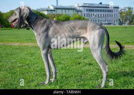 Zentralasiatischen Greyhound steht auf dem grünen Rasen an einem sonnigen Tag. Rest nach einer langen Reise. In die Ferne schaut. Stockfoto