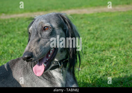 Die turkmenischen Hound klemmt die Zunge heraus, ruht auf dem Gras. Close-up. Der Hund geht an einem sonnigen Sommertag. Stockfoto