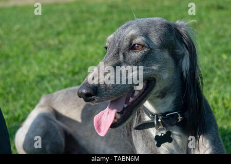 Die turkmenischen Hound klemmt die Zunge heraus, ruht auf dem Gras. Close-up. Der Hund geht an einem sonnigen Sommertag. Stockfoto