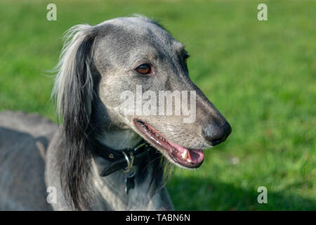 Die turkmenischen Hound klemmt die Zunge heraus, ruht auf dem Gras. Close-up. Sommer sonnigen Tag. Stockfoto