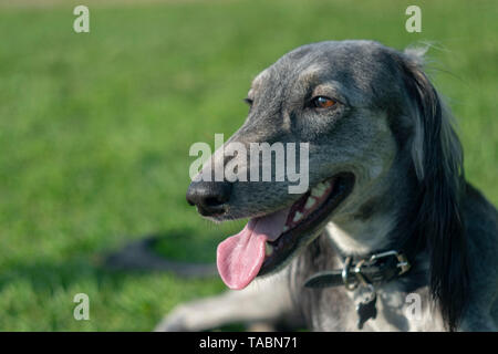 Die turkmenischen Hound klemmt die Zunge heraus, ruht auf dem Gras. Close-up. Sommer sonnigen Tag. Für Text platzieren. Stockfoto