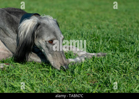 Turkmen hound liegen auf dem grünen Rasen. Gehen Sie in das warme Sommerwetter. Für Text platzieren. Stockfoto