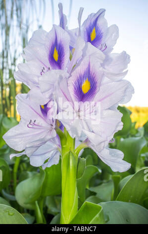 Eichhornia crassipes Wasserhyazinthe, allgemein bekannt. Höchst problematische invasive Arten am Fluss Guadiana, Badajoz, Spanien Stockfoto