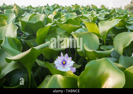 Eichhornia crassipes Wasserhyazinthe, allgemein bekannt. Höchst problematische invasive Arten am Fluss Guadiana, Badajoz, Spanien Stockfoto