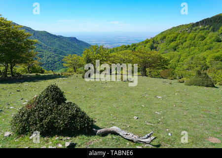 Frankreich Landschaft in den Bergen der Pyrenäen mit der Ebene des Roussillon im Hintergrund, Massif des Alberes, Pyrenees-Orientales Stockfoto