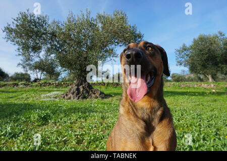 Lustiges Gesicht einen Hund in den Vordergrund mit Olivenbäumen im Hintergrund, Malinois Labrador Mischlingen, Spanien Stockfoto