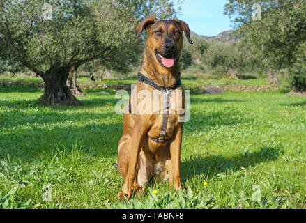 Stolz Hund im Gras sitzen in einem Feld von Olivenbäumen, Malinois Labrador Mischlingen, Spanien Stockfoto