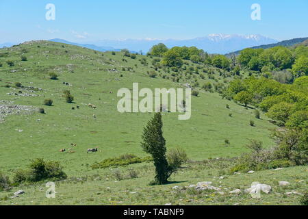 Pyrenäen Weidelandschaft in das Massiv des Alberes zwischen Frankreich und Spanien, Pyrénées-orientales, Katalonien Stockfoto