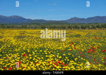 Spanien Landschaft Wiese von wilden Blumen, hauptsächlich Mais Ringelblume mit wenigen Mohnblumen, Mollet de Peralada, Alt Emporda, Provinz Girona, Katalonien Stockfoto