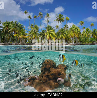 Tropischen Küste mit Seeanemonen und Fisch Unterwasser, Tikehau Atoll, Tuamotu, Französisch Polynesien, Pazifik, geteilte Ansicht über und unter Wasser Oberfläche Stockfoto