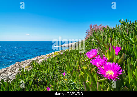 Kleine rosa Carpobrotus sp. flowres wachsen auf dem felsigen Ufer in Porto Limnionas, Zakynthos Zakynthos Insel, Griechenland Stockfoto