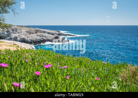 Kleine rosa Carpobrotus sp. flowres wachsen auf dem felsigen Ufer in Porto Limnionas, Zakynthos Zakynthos Insel, Griechenland Stockfoto