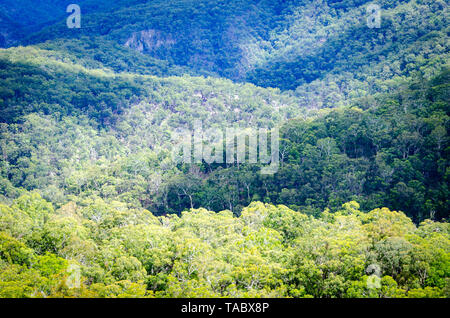 Regenwald auf Bereiche in der Nähe von Ebor Falls, in der Nähe von Dorrigo, New South Wales, Australien Stockfoto