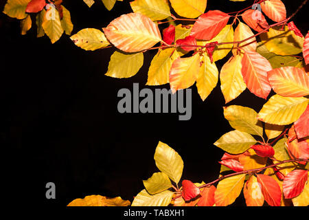 Blätter im Herbst - Panorama Hintergrund der gelben Blätter fallen vom Baum Stockfoto