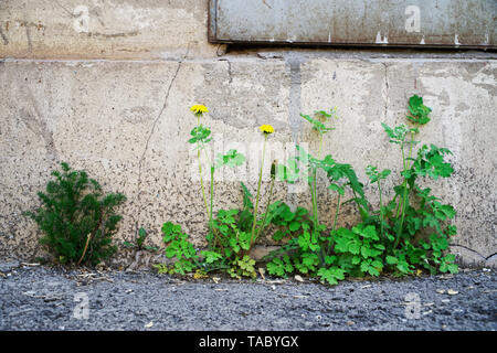 Grünes Gras und gelben Löwenzahn wachsen durch den Asphalt von der Stiftung, gegen die Wand eines alten Backsteinhaus mit Metall Rollläden. Moos, Schimmel Stockfoto
