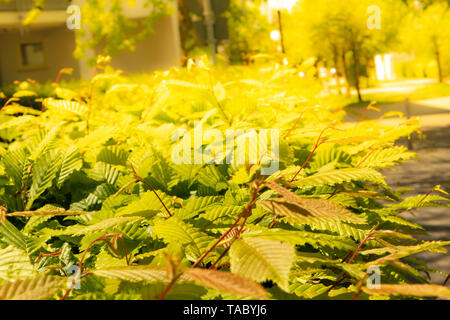 Buche Hedge mit Sonnenschein und Soft Focus Stockfoto