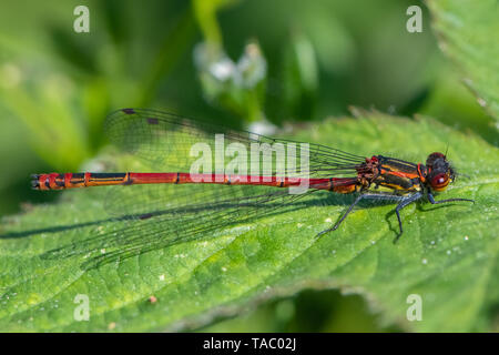 Large red damselfly (Pyrrhosoma nymphula) Stockfoto