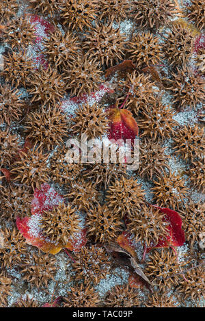 Amerikanische Süßes Gummi (Liquidambar styraciflua), Früchte, Samen und Schnee, Zierbäume, E USA, durch Überspringen Moody/Dembinsky Foto Assoc Stockfoto