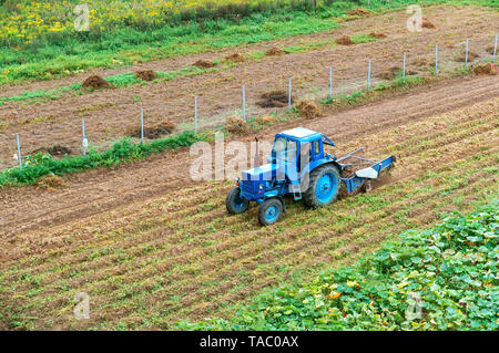 Traktor und Leute im Feld, Kartoffel Ernte, kholmogorovka Dorf, Zelenograd Bezirk, Region Kaliningrad, Russland, 25. August 2018 Stockfoto