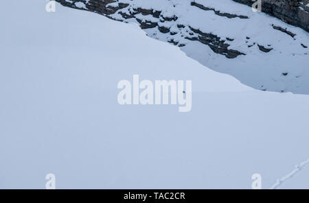 Snow Leopard auch als Geist des Himalaya, Mutter und jungen Bewegen auf dem Himalaya bekannt Schnee bedeckte Berge in großer Höhe Stockfoto