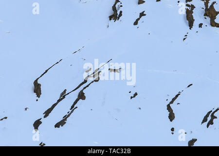 Snow Leopard auch als Geist des Himalaya, Mutter und jungen Bewegen auf dem Himalaya bekannt Schnee bedeckte Berge in großer Höhe Stockfoto