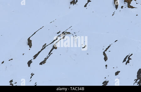 Snow Leopard auch als Geist des Himalaya, Mutter und jungen Bewegen auf dem Himalaya bekannt Schnee bedeckte Berge in großer Höhe Stockfoto