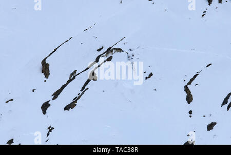 Snow Leopard auch als Geist des Himalaya, Mutter und jungen Bewegen auf dem Himalaya bekannt Schnee bedeckte Berge in großer Höhe Stockfoto