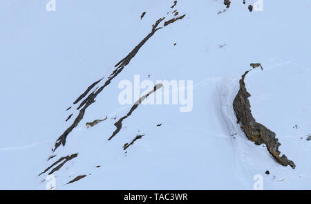 Snow Leopard auch als Geist des Himalaya, Mutter und jungen Bewegen auf dem Himalaya bekannt Schnee bedeckte Berge in großer Höhe Stockfoto