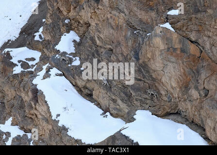 Snow Leopard auch als Geist des Himalaya, Mutter und jungen Bewegen auf dem Himalaya bekannt Schnee bedeckte Berge in großer Höhe Stockfoto