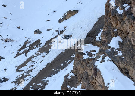 Snow Leopard auch als Geist des Himalaya, Mutter und jungen Bewegen auf dem Himalaya bekannt Schnee bedeckte Berge in großer Höhe Stockfoto