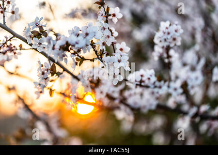 Blüten Cherry Plum bei Sonnenuntergang Stockfoto