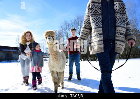 Familie wandern mit Alpaka auf einem Feld im Winter Stockfoto