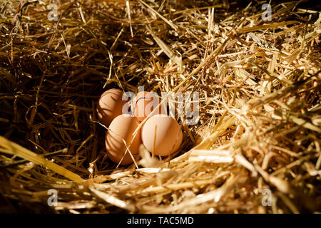 Die vier Braunen Hühnereier in einem Nest in Chicken House Stockfoto